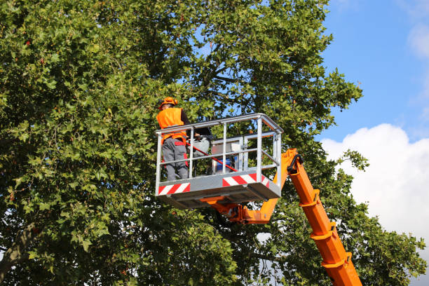 Best Emergency Storm Tree Removal  in Electra, TX